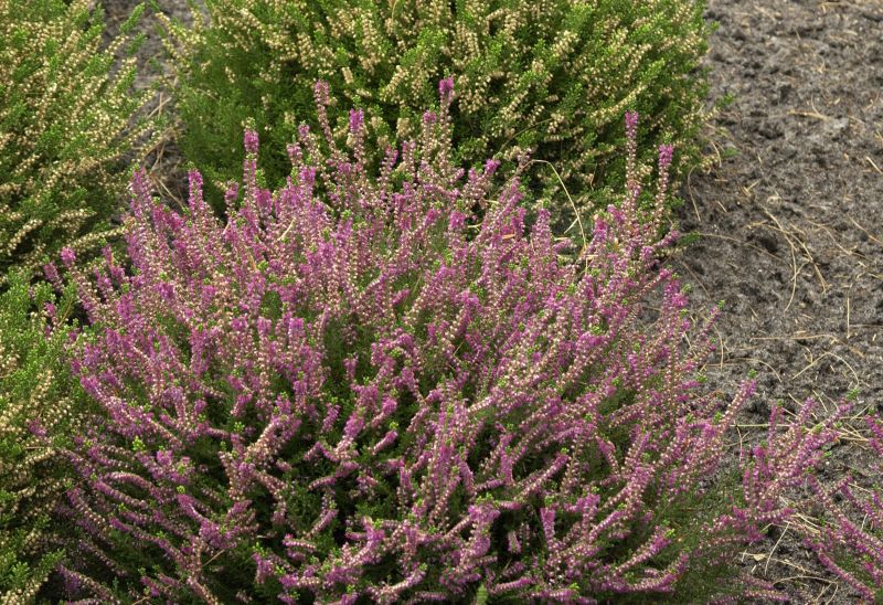 Calluna vulgaris 'Allegro' - Besenheide 'Allegro'
