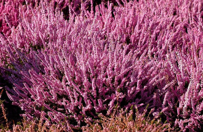 Calluna vulgaris 'Annemarie' - Besenheide 'Annemarie'