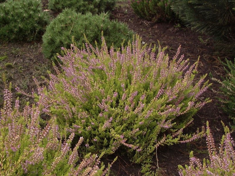 Calluna vulgaris 'Boskoop' - Besenheide 'Boskoop'