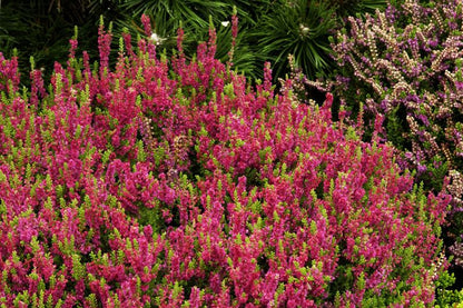 Calluna vulgaris 'Dark Beauty' -S- - Besenheide 'Dark Beauty' -S-