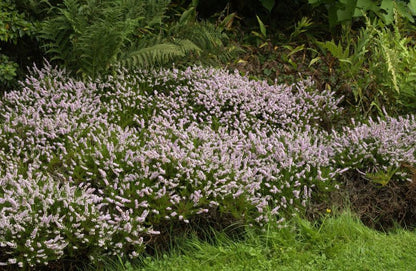 Calluna vulgaris 'Radnor' - Besenheide 'Radnor'