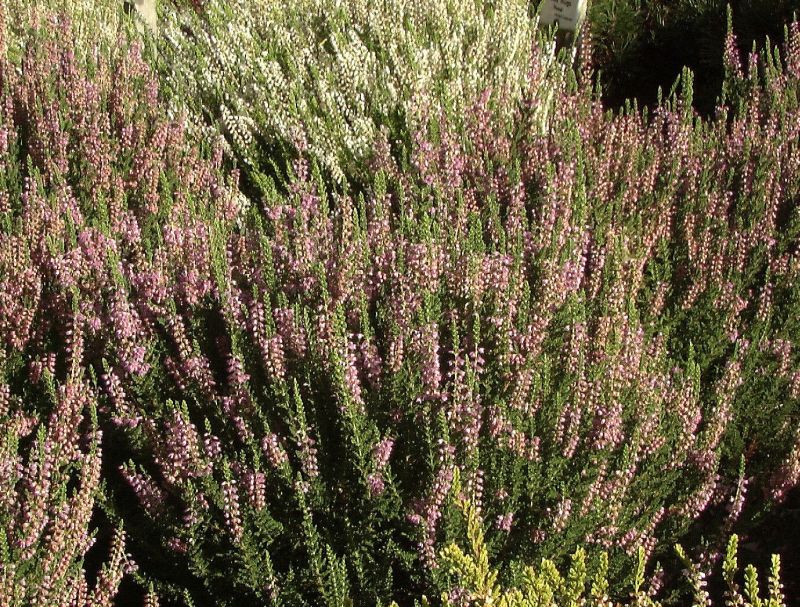 Calluna vulgaris 'Ralph Purnell' - Besenheide 'Ralph Purnell'