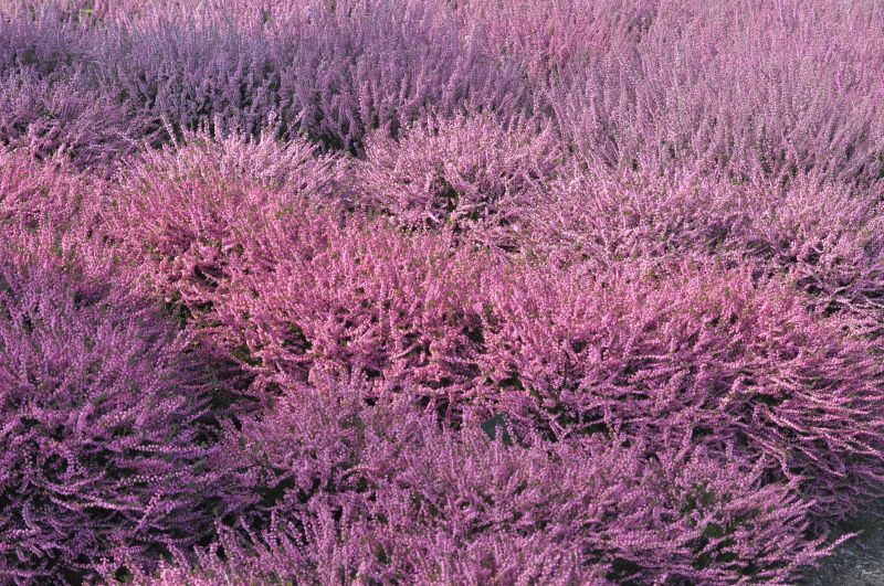 Calluna vulgaris 'Red Favorit' - Besenheide 'Red Favorit'