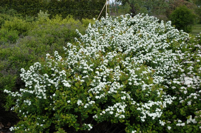 Spiraea betulifolia - Birkenblättr.Spiere