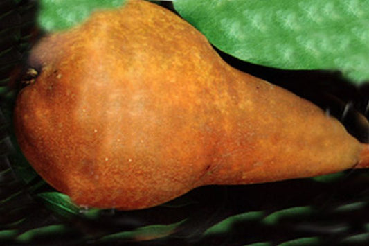 Pyrus communis 'Bosc's Flaschenbirne' CAC - Birne 'Boscs Flaschenbirne' mittel