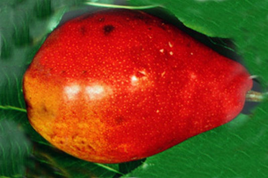 Pyrus communis 'Clapps Liebling' CAC - Birne 'Clapps Liebling' früh