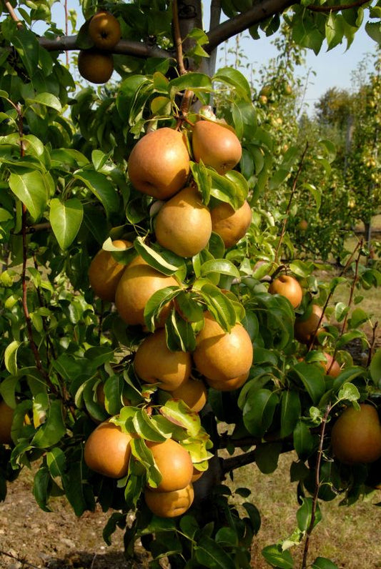 Pyrus com.'Gellerts Butterbirne' CAC - Birnenbaum 'Gellerts Butterbirne' mittel