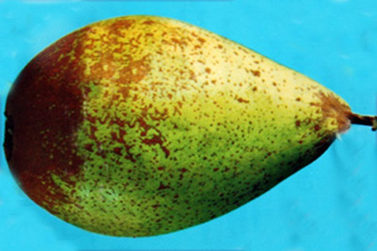 Pyrus communis 'Gräfin von Paris' CAC - Birne 'Gräfin von Paris' spät