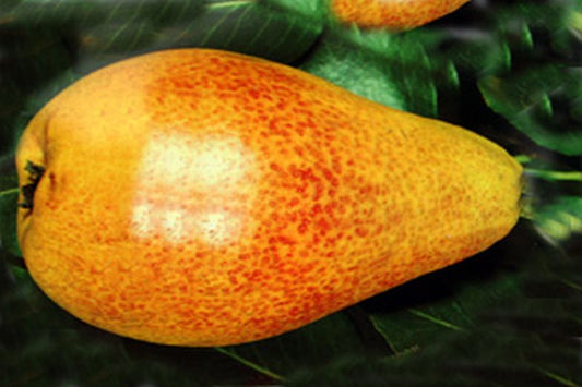 Pyrus communis 'Gute Luise von Avranches' CAC - Birne 'Gute Luise von Avranches' mittel