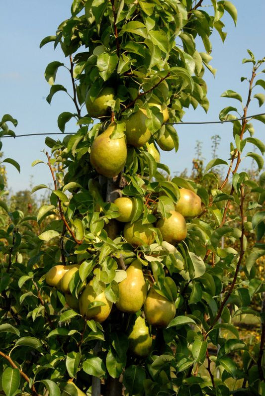 Pyrus com.'Nojabrskaja' ® zert.vf - Birne 'Nojabrskaja' ®