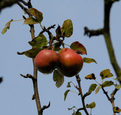 Pyrus com.'Nordhäuser Winterforelle' CAC - Birne 'Nordhäuser Winterforellen' spät