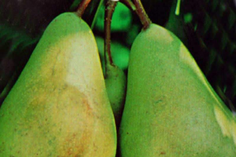 Pyrus communis 'Pastorenbirne' CAC - Birne 'Pastorenbirne' mittel