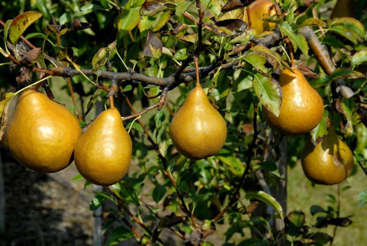 Pyrus com.'Tongern' CAC - Birne 'Tongern' mittel