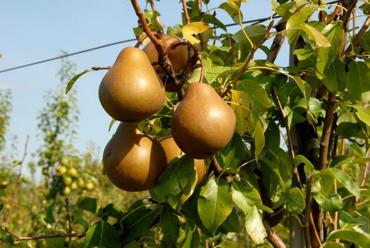 Pyrus com.'Uta' -S- CAC - Birne 'Uta' -S-