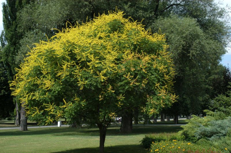 Koelreuteria paniculata - Blasenbaum