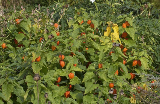 Physalis alkekengi var.franchetii - Blasenkirsche