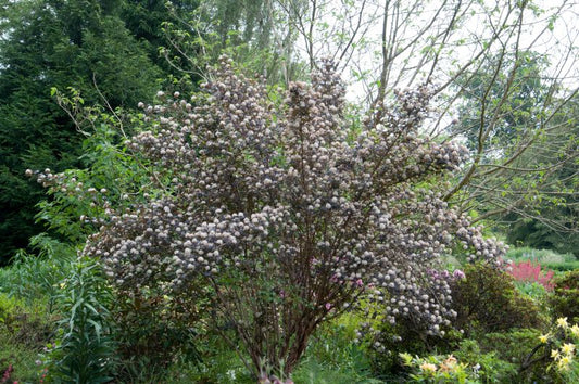 Physocarpus opulifolius 'Diabolo' ® - Blasenspiere 'Diabolo'