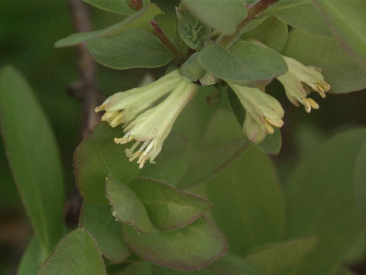 Lonicera caerulea - Blaue Heckenkirsche