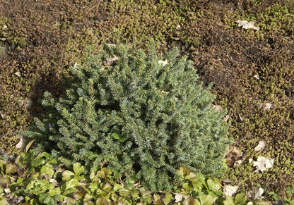 Picea glauca 'Echiniformis' - Blaue Igelfichte