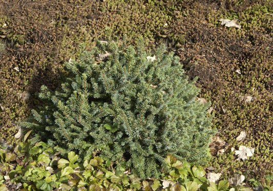 Picea glauca 'Echiniformis' - Blaue Igelfichte