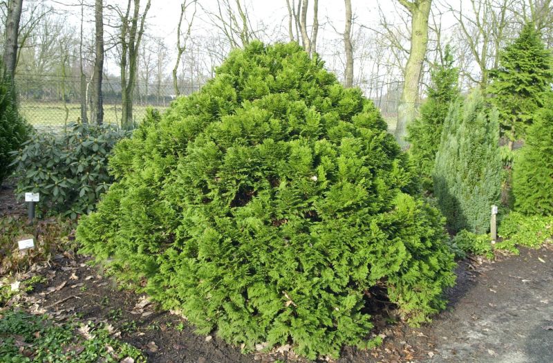 Chamaecyparis lawsoniana 'Minima Glauca' - Blaue Kissenzypresse