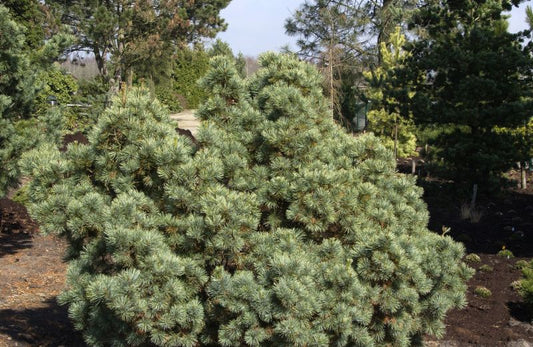 Pinus pumila 'Glauca' - Blaue Pummelkiefer