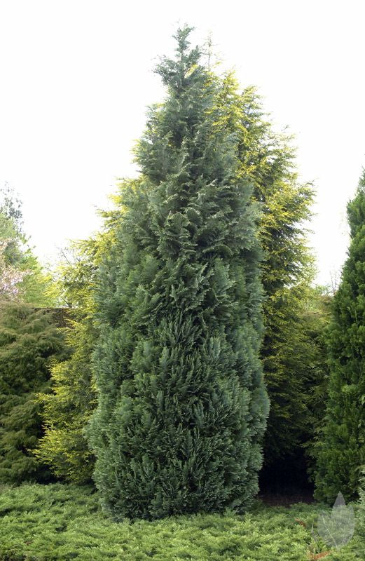 Chamaecyparis lawsoniana 'Columnaris' - Blaue Säulenzypresse