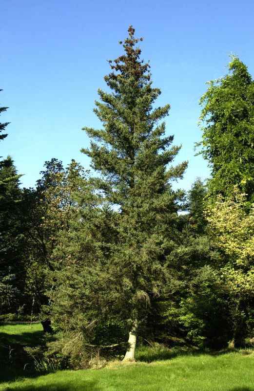 Picea pungens glauca - Blaue Stechfichte