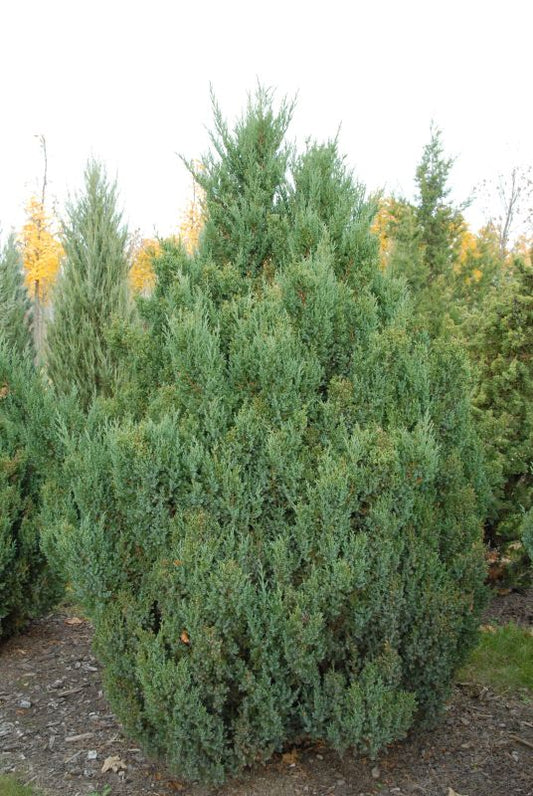 Juniperus chin.'Stricta' - Blauer Kegel-Mooswacholder