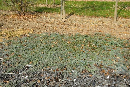 Juniperus horizontalis 'Glauca' - Blauer Teppichwacholder