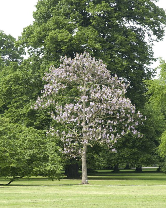 Paulownia tomentosa - Blauglockenbaum