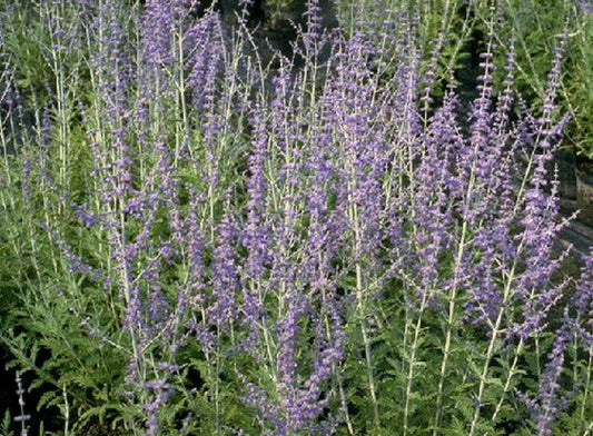 Perovskia abrotanoides - Blauraute,Silberbusch