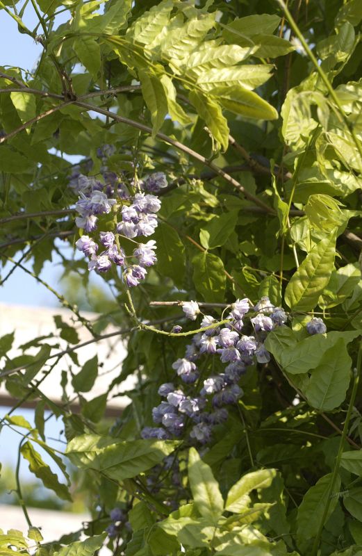 Wisteria floribunda 'Violacea Plena' - Blauregen 'Violacea Plena'