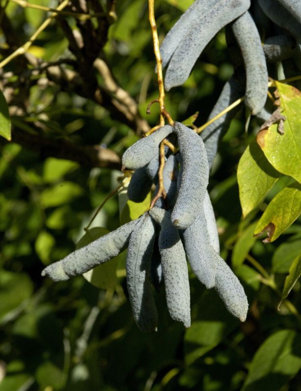 Decaisnea fargesii - Blauschote