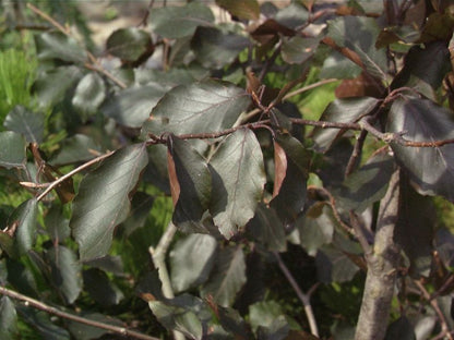 Fagus sylvatica 'Swat Magret' - Blutbuche 'Swat Magret'