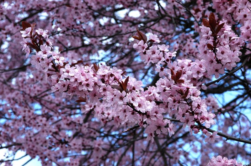 Prunus cerasifera 'Nigra' CAC - Blutpflaume