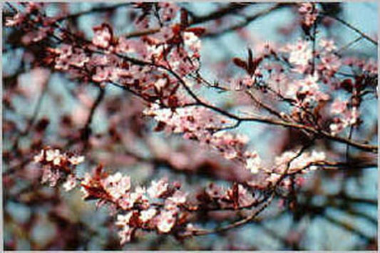 Prunus cerasifera 'Nigra' CAC - Blutpflaumenbaum / Blutpflaumenstamm
