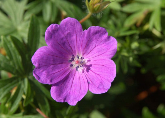 Geranium sanguineum - Blutroter Storchschnabel