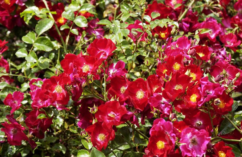Rosa 'Alcantara' ® BDR - Bodendeckende Rose 'Alcantara' ®