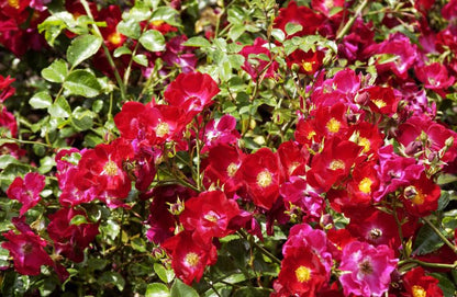 Rosa 'Alcantara' ® BDR - Bodendeckende Rose 'Alcantara' ®