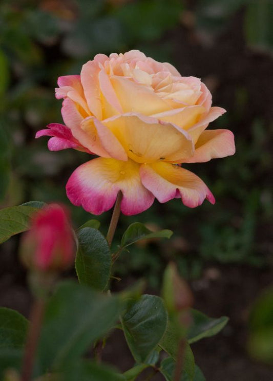 Rosa 'Apart' ® BDR - Bodendeckende Rose 'Apart' ®