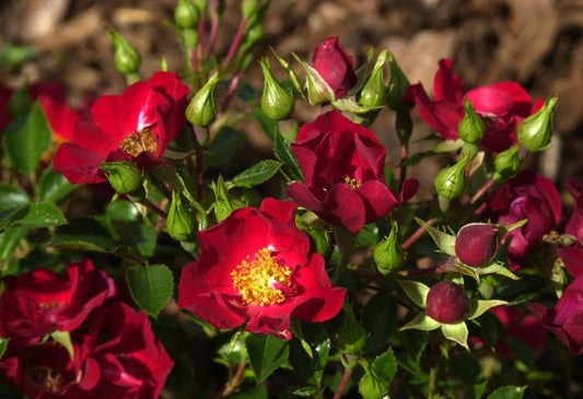Rosa 'Bassino' ® BDR - Bodendeckende Rose 'Bassino' ®