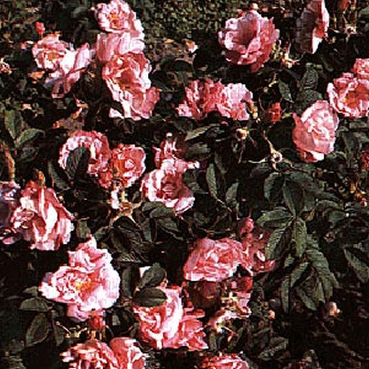 Rosa 'Baum's rugosa Rokoko' BDR - Bodendeckende Rose 'Baum's rugosa Rokoko'