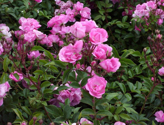 Rosa 'Bayernland' ® BDR - Bodendeckende Rose 'Bayernland' ® ADR-Rose