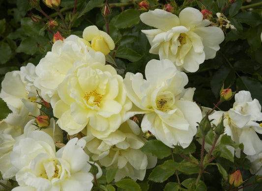 Rosa 'Celina' ® BDR - Bodendeckende Rose 'Celina' ® ADR-Rose