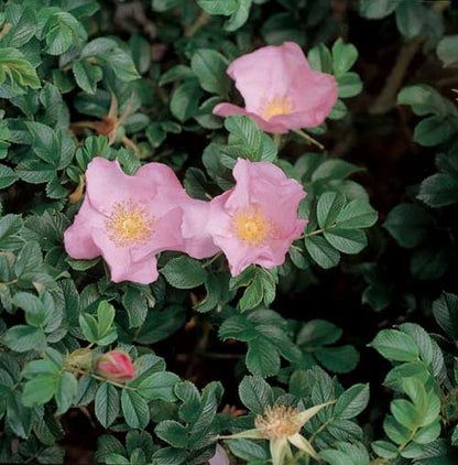 Rosa rugosa 'Dagmar Hastrup' BDR - Bodendeckende Rose 'Dagmar Hastrup'