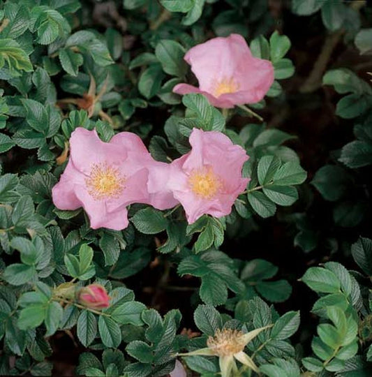 Rosa rugosa 'Dagmar Hastrup' BDR - Bodendeckende Rose 'Dagmar Hastrup'