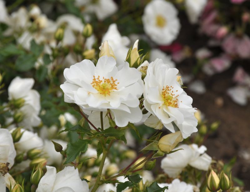 Rosa 'Diamant' ® BDR - Bodendeckende Rose 'Diamant' ® ADR-Rose