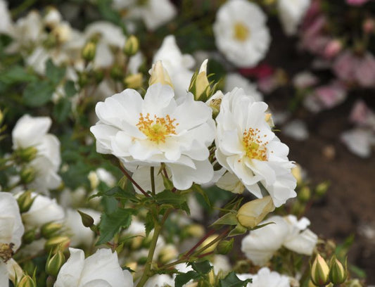 Rosa 'Diamant' ® BDR - Bodendeckende Rose 'Diamant' ® ADR-Rose