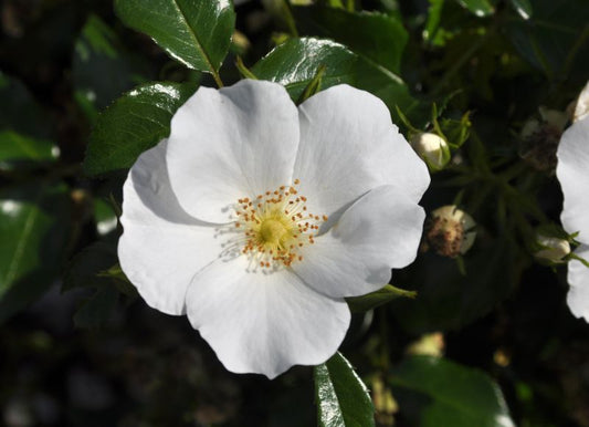 Rosa 'Escimo' ® BDR - Bodendeckende Rose 'Escimo' ® ADR-Rose